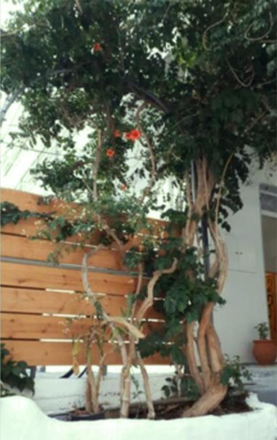 Despina Garden View Apartment Agia Galini  Exterior photo